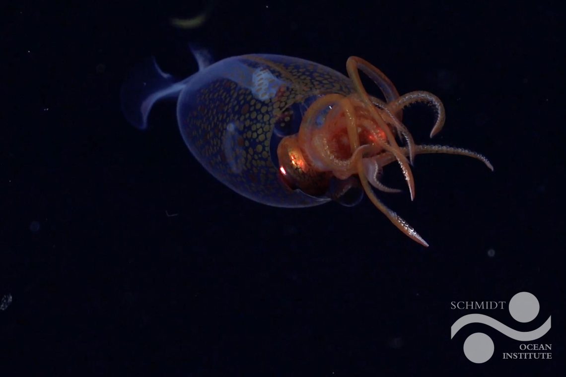 First confirmed live observation of the colossal squid, Mesonychoteuthis hamiltoni, in its natural habitat.