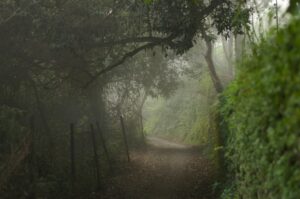 Jungle in Ooty