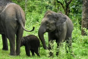 Elephants in Ooty