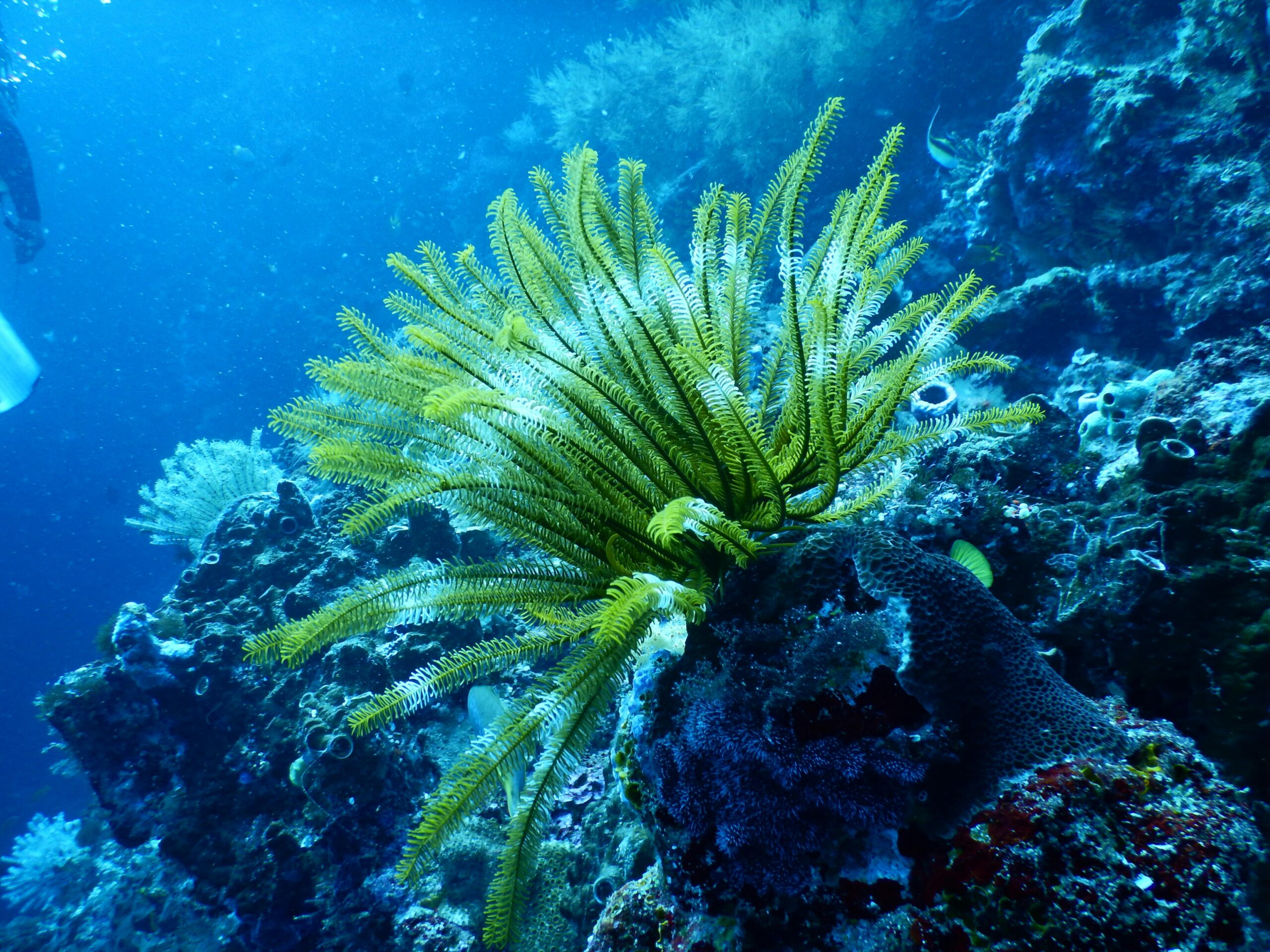Saving Corals is in Ocean Protection Goal